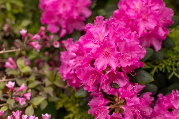 Blooming rhododendron in the May garden. Polish spring. Relax in the park.