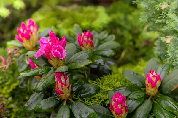 Rododendro Fiore Nel Giardino Maggio Primavera Polacca Relax Nel Parco — Foto Stock