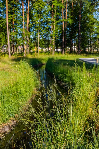 Hierba Verde Floreciente Junto Agua Bosque Pinos Paisajes Polacos Vistas —  Fotos de Stock