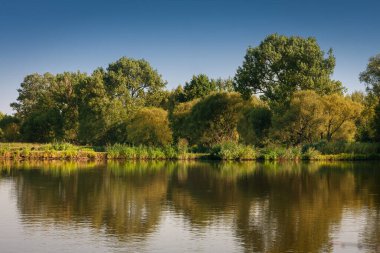 Göldeki ağaçların ve otların yansıması. Yaz göletinin yanındaki sabah manzarası. Masovia, Polonya 'nın manzaraları. Polonya 'da tatiller. Ağustos dinlenmesi. 
