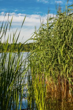 Sazlıklar ve mavi gökyüzü. Yumuşak bulutlu gökyüzü. Temmuzda öğlen sirki. Suyun yanında rahatla. Polonya 'da tatiller. Kumsalda dinlen..