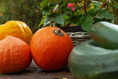 Kabak ve kabaklı bahçe masası. Sonbahar mahsulleri. Eylül 'de bahçede. Beyaz hasır sepet.