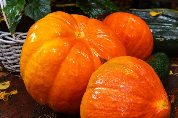 Pumpkins Squashes Garden Table Autumn Fruit Rainy Day Halloween Decorations — Stock Photo, Image