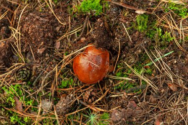 Orman çöpünde nemli civata. Çam ormanındaki mantarlar. Ekim ayında Polonya 'da. Kış için stoklar.