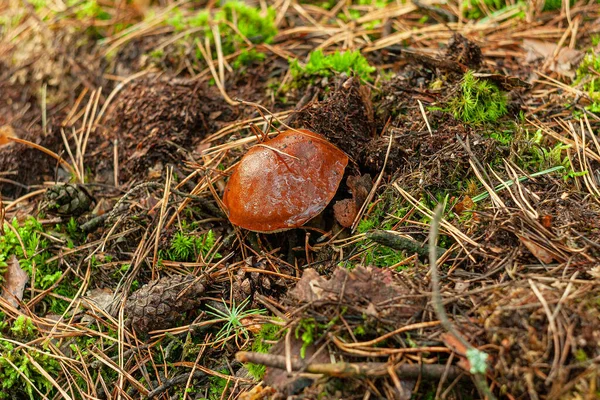 Moist bolete in the forest litter. Mushrooms in the pine forest. October in Poland. Stocks for winter.