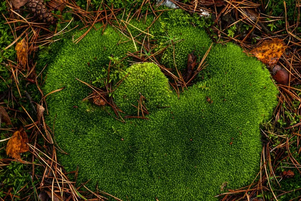 Yeşil Yosunlarla Kaplı Eski Bir Sandık Orman Koruması Düşmüş Çam — Stok fotoğraf