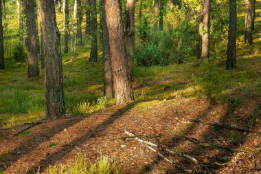 Sonbahar sabahının ışığında çam sandıkları. Masovia 'da Polonya Ekim ayı. Işık ve gölge. Orman manzarası.