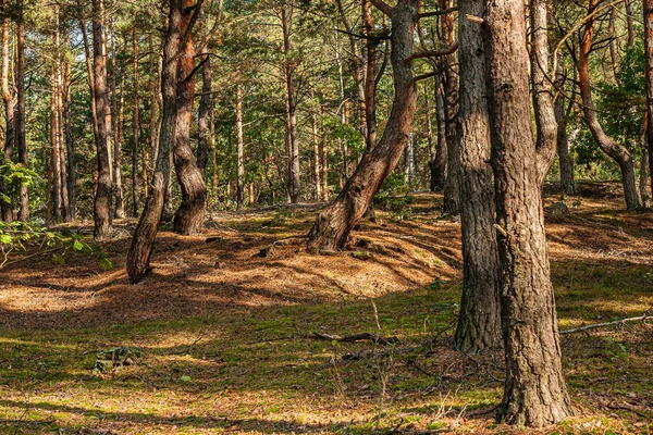 Kmeny Borovic Světle Podzimního Rána Polský Říjen Masovii Světlo Stín — Stock fotografie