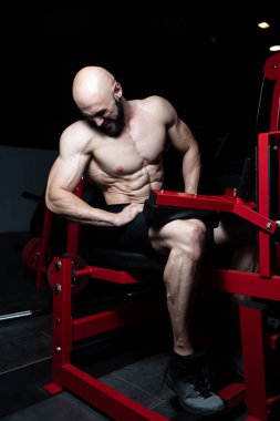 kaslı erkek buzağı