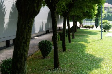 Park içinde büyüyen selvi ağaçları