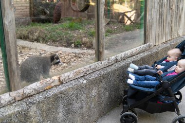 Genç Anne Bebekleriyle Yürüyor ve Güzel Bebek Arabasıyla Taşıyor
