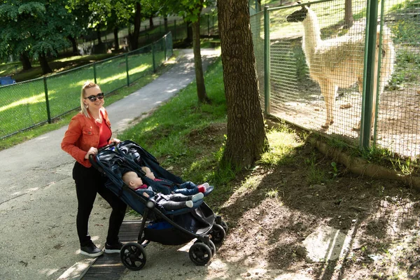 Genç Anne Bebekleriyle Yürüyor Güzel Bebek Arabasıyla Taşıyor — Stok fotoğraf