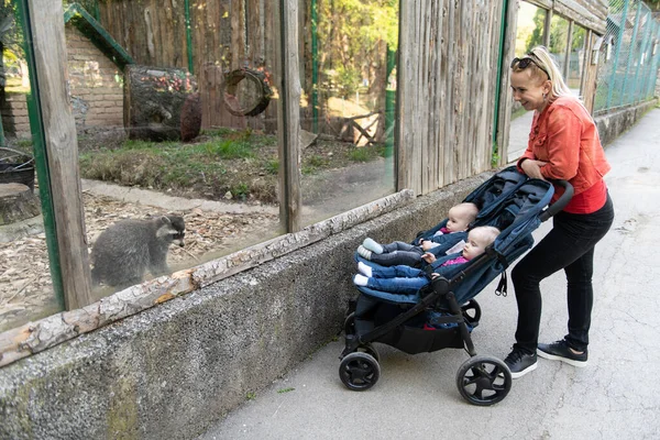 Lycklig Ung Mor Med Spädbarn Buggy Walking Zoo Park — Stockfoto