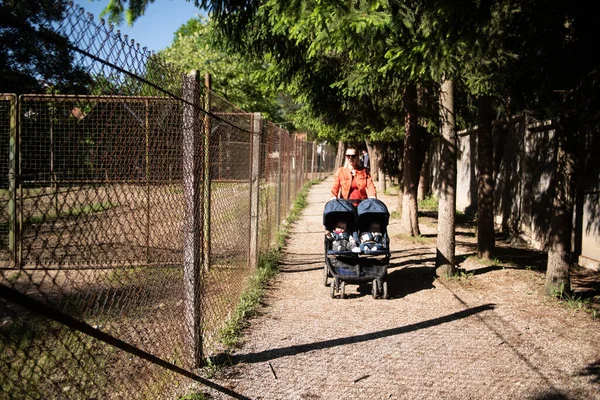 Happy Mother Babies Stroller Walking Zoo Enjoying Sunny Day — Stock Photo, Image