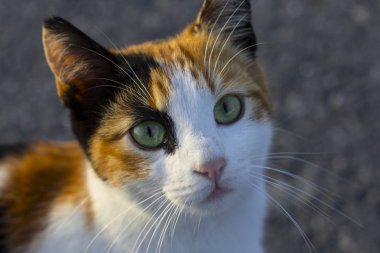 Güzel gözleri olan renkli kedicik. Istanbul 'da homles Evcil hayvanlar
