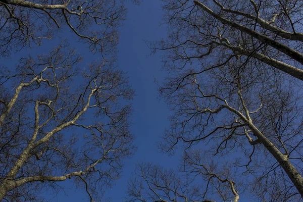 Trees against the sky. Shot up perspective — Stock Photo, Image