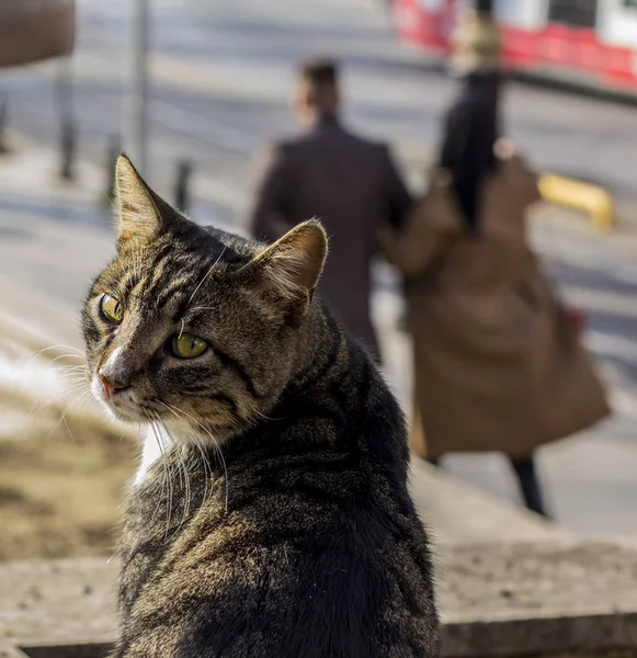 Homless kedi dönüp baktı. arka plan bulanık — Stok fotoğraf