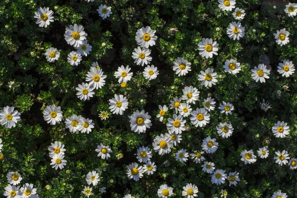 Bahar zamanında papatyalar çiçekler. Üst görünüm