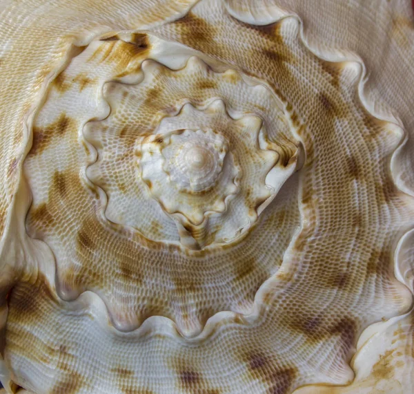 大きなザルガイの殻。カタツムリのコンシュの質感アップを閉じる — ストック写真