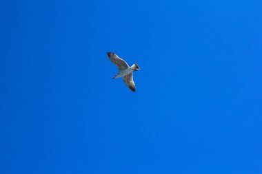 Masmavi bir gökyüzü bir kuş. Minimalizm. Mavi gökyüzünde yükselen güzel martı.