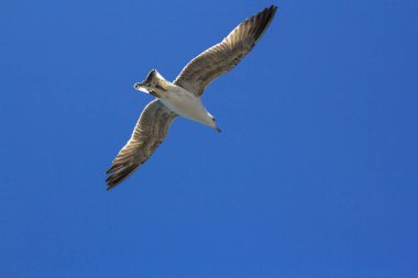 Masmavi bir gökyüzü bir kuş. Minimalizm. Mavi gökyüzünde yükselen güzel martı.