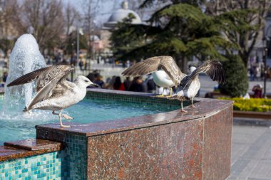 Martı çeşme basks. Bir martı parkta insanlar arasında yakın çekim fotoğraf.