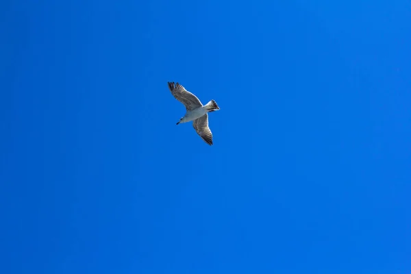 A bird on a clear blue sky. Minimalism. Beautiful seagull soaring in the blue sky. — Stock Photo, Image
