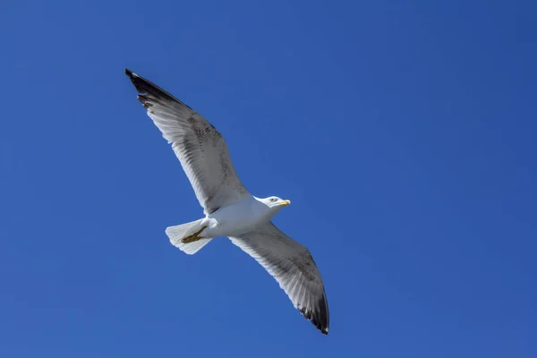 Un oiseau sur un ciel bleu clair. Minimalisme. Belle mouette s'envole dans le ciel bleu . — Photo