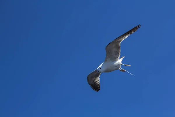 Un uccello su un cielo azzurro. Minimalismo. Bellissimo gabbiano che vola nel cielo blu . — Foto Stock