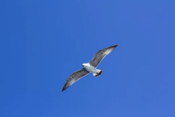 A bird on a clear blue sky. Minimalism. Beautiful seagull soaring in the blue sky.