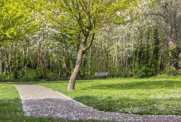 Sentiero in un parco fiorito. Alberi verdi e fioriti. Gozon luminoso . — Foto Stock