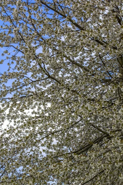 Abundant flowering of apple trees in spring in the park. — Stock Photo, Image