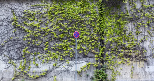 Znak drogowy-Stop jest zabronione. Tło z roślin wspinaczkowych na ścianie. Zurbanizowane zielenina. — Zdjęcie stockowe