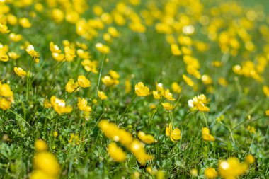 Yeşil bir çayırda küçük sarı çiçekler. Bulanık çiçek arka plan. Yeşil ve sarı doku. Yeşil çimen ler ve sarı çiçekler odak dışında