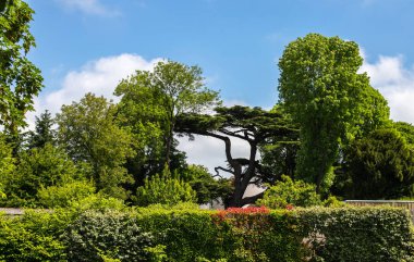 Fırtınalı yeşillikler, çalılar ve yeşil ağaçlar. Güzel bir park ve merkezinde egzotik ağaç üzerinde Mavi bulutlu gökyüzü