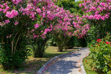 Pembe çiçeklerle çalılar arasında kavisli sokak. Taş bloklar pembe yaprakları ile kaplıdır. Güzel çiçeklerle parkta.