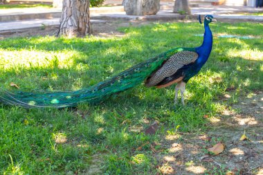 Bahçedeki çimenlikte renkli tavus kuşu. Yeşil bir çayırda güzel kraliyet kuşu.
