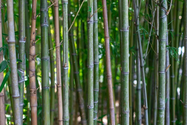 Los tallos de bambú. Primer plano de bambú verde. La textura de la vegetación de bambú . Imágenes De Stock Sin Royalties Gratis