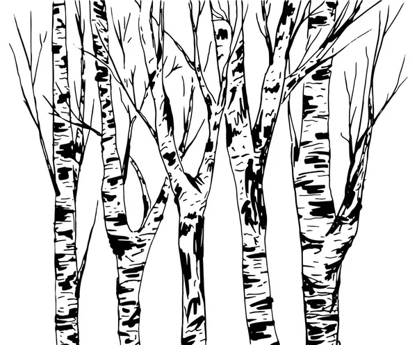 Berkenbomen Bos Geïsoleerd Witte Achtergrond — Stockvector