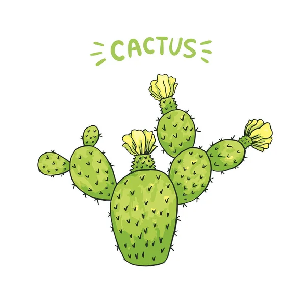 Cactus Mexicano Con Espinas Espinas Flores Aislado Sobre Fondo Blanco — Vector de stock