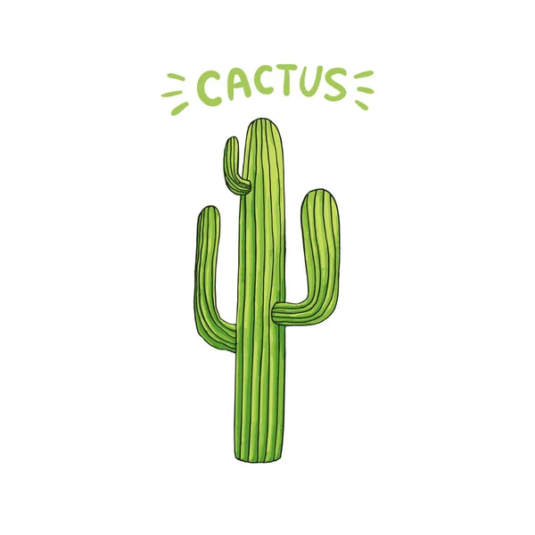 Cactus Largo Mexicano Aislado Sobre Fondo Blanco — Vector de stock