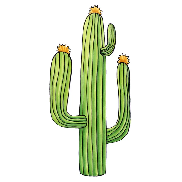 Mexikanischer Langer Kaktus Isoliert Auf Weißem Hintergrund — Stockfoto