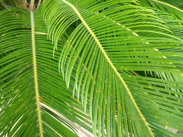 Natürlicher Hintergrund Der Grünen Palmblätter — Stockfoto