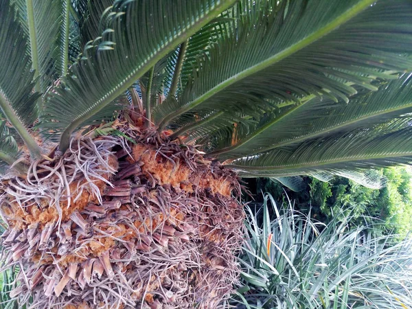 Natürlicher Hintergrund Von Palmenrinde Und Blättern — Stockfoto