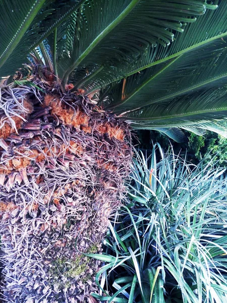 Natuurlijke Achtergrond Van Palm Schors Bladeren — Stockfoto