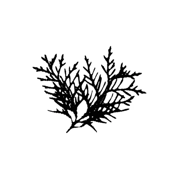 Fekete Sziluettje Thuja Elhagyja Elszigetelt Fehér Háttér — Stock Vector