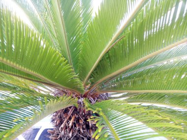 Alt görünümü geniş palmiye yaprakları