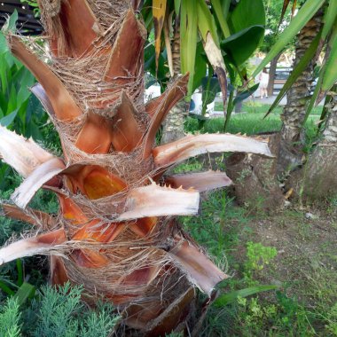 Dokulu palmiye ağaç kabuğu ayrıntı görünümü