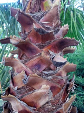 Dokulu palmiye ağaç kabuğu ayrıntı görünümü