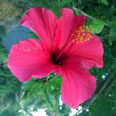Parlak pembe Çin hibiscus makro çekim